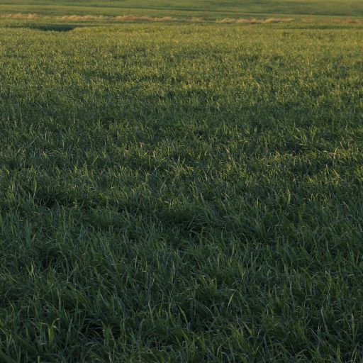 BOB OATS Douglass King Seeds